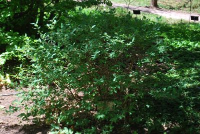 Lonicera caerulea - zimolez modrý - keř
