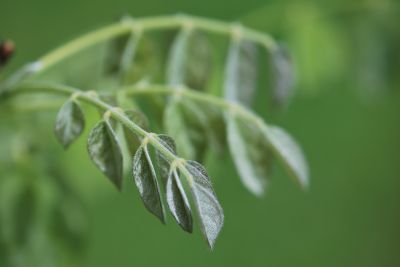 Maackia amurensis - mákie amurská - jaro