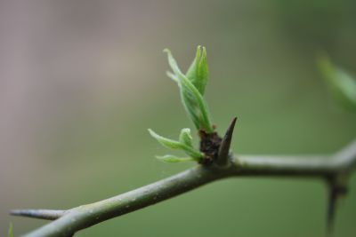 Maclura pomifera - maklura jablkovitá - jarní rašení