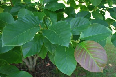 Magnolia kobus - šácholan japonský