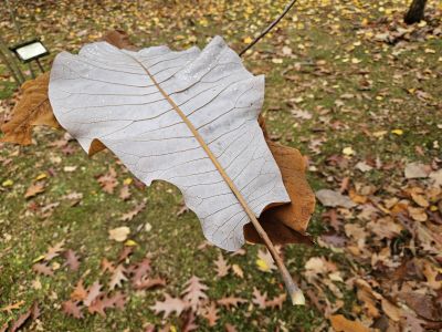Magnolia macrophylla subsp. ashei - šácholan velkolistý Asheův - rub listu - podzim