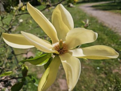 Magnolia 'Solar Flair' - šácholan (kříženec M. Woodsman × M. Goldstar) - květ