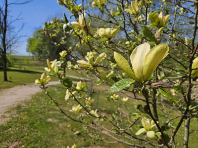 Magnolia 'Solar Flair' - šácholan (kříženec M. Woodsman × M. Goldstar) - květy