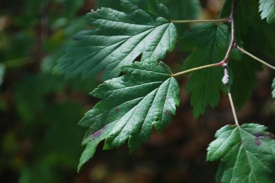Malosorbus florentina × - jabloňovec florentinský