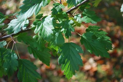 Malosorbus florentina × - jabloňovec florentinský 