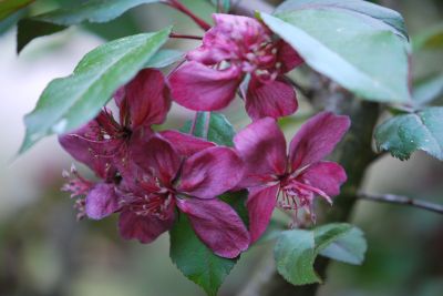 Malus robusta 'Royalty' - jabloň statná