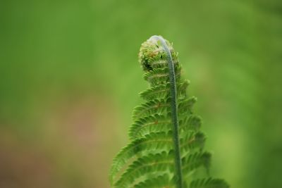 Matteuccia struthiopteris - pérovník pštrosí