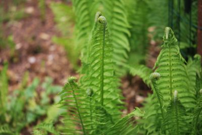 Matteuccia struthiopteris - pérovník pštrosí - jaro