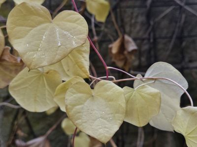 Menispermum canadense - lunoplod kanadský