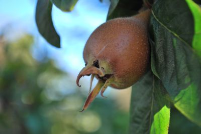 Mespilus germanica - mišpule německá