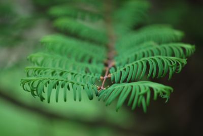 Metasequoia glyptostroboides - metasekvoje čínská