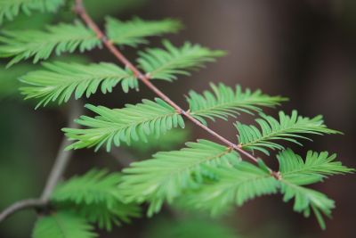 Metasequoia glyptostroboides 'White Spot' - metasekvoje čínská