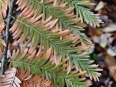 Metasequoia glyptostroboides 'White Spot' - metasekvoje čínská
