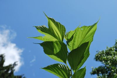 Morus alba 'Macrophylla' syn. 'Platanifolia' - morušovník bílý