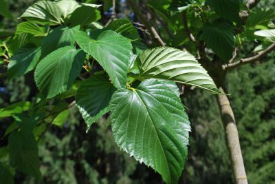 Morus alba 'Macrophylla' syn. 'Platanifolia' - morušovník bílý 