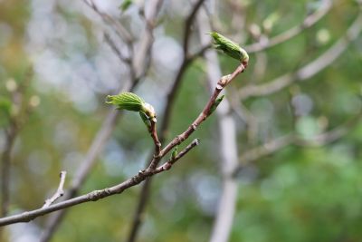 Morus alba 'Macrophylla' syn. 'Platanifolia' - morušovník bílý - rašení