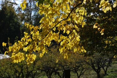 Morus alba - morušovník bílý - podzim 