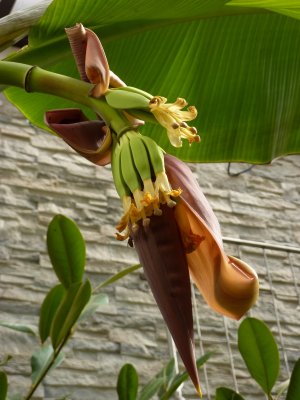Musa sikkimensis - banánovník sněžný - plody