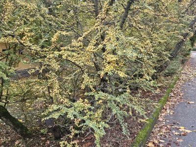 Nothofagus antarctica - pabuk jižní 
