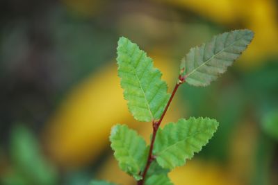 Nothofagus obliqua - pabuk křivý
