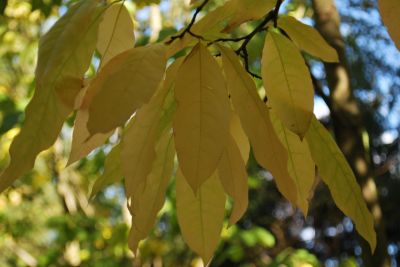 Oxydendron arboreum - kysloun stromový - podzim