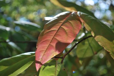 Oxydendron arboreum - kysloun stromový - podzim  