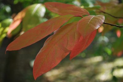 Oxydendron arboreum - kysloun stromový - podzim 