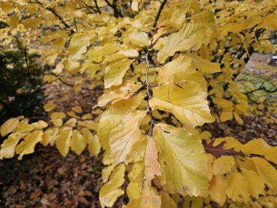 Parrotia persica - parocie perská - podzim 