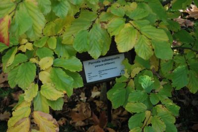 Parrotia subaequalis - parocie (kříženec)