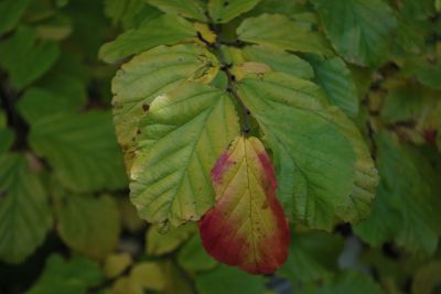 Parrotia subaequalis - parocie (kříženec) 
