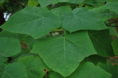 Paulownia tomentosa - pavlonie plstnatá