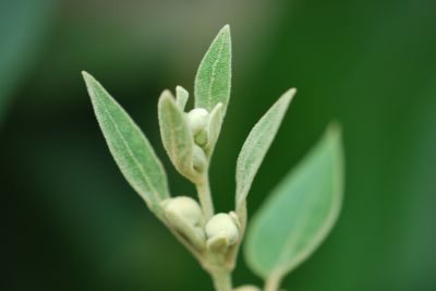 Paulownia tomentosa - pavlonie plstnatá - květní pupeny