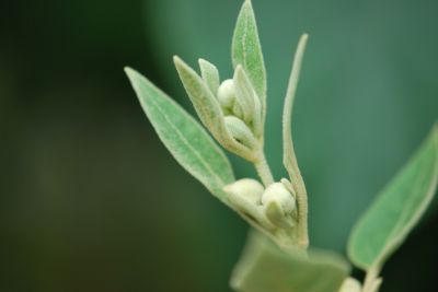 Paulownia tomentosa - pavlonie plstnatá - květní pupeny - léto