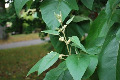 Paulownia tomentosa - pavlonie plstnatá - léto