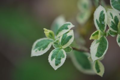 Philadelphus coronarius 'Variegata' - pustoryl věncový - jaro