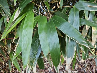 Phyllostachys humilis - bambus