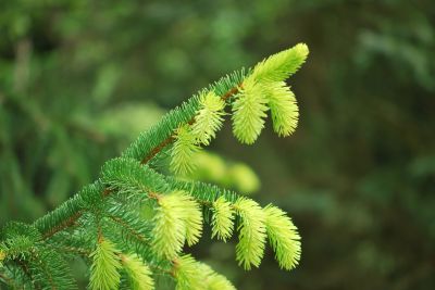 Picea abies cf. - smrk ztepilý - jarní výhony