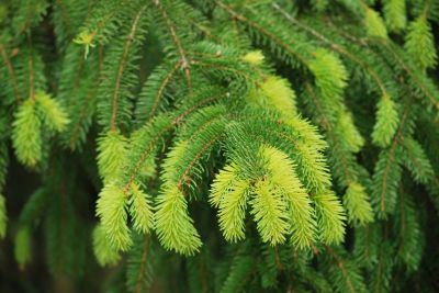 Picea abies cf. - smrk ztepilý - jaro