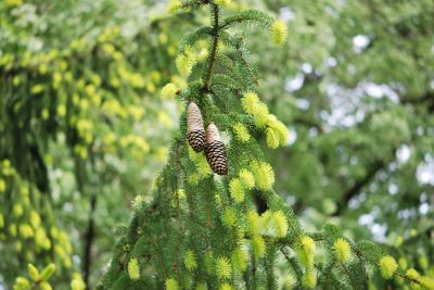 Picea abies cf. - smrk ztepilý - zrající šištice