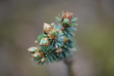 Picea abies 'Grätz WB' - smrk ztepilý - čarověník