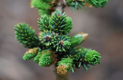 Picea abies 'Grätz WB' - smrk ztepilý - čarověník - jaro