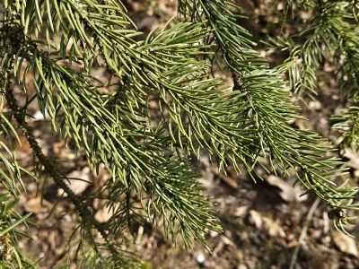 Picea asperata - smrk drsný, štětinatý - jehlice