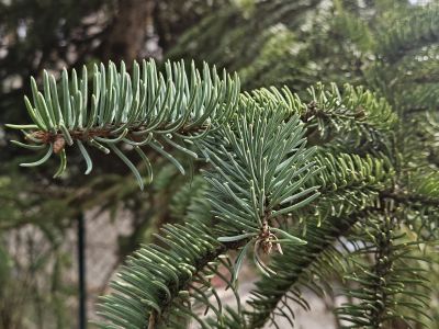 Picea asperata - smrk drsný, štětinatý - jehlice