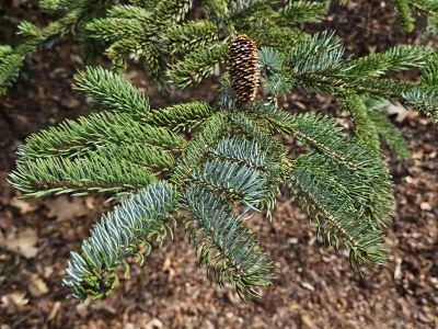 Picea bicolor - smrk dvoubarevný