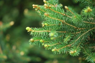 Picea glauca 'Albertiana' - smrk sivý - jaro