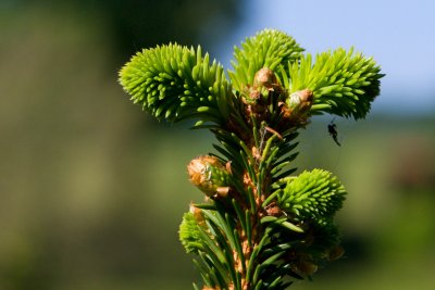 Picea glauca 'Albertiana' - smrk sivý - jehlice