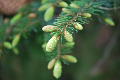 Picea jezoensis - smrk ajanský - jaro
