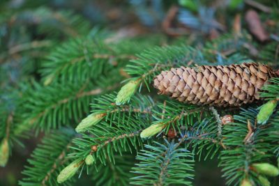 Picea jezoensis - smrk ajanský - spadlá šištice