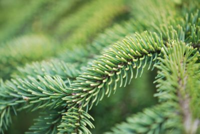Picea mariana 'Aurea' - smrk černý