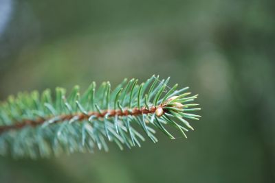 Picea mariana - smrk černý